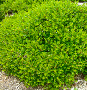 Arctostaphylos Emerald Carpet, drought tolerant ground cover