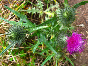 Bull Thistle