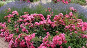 Carpet Roses