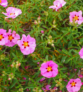Cistus x purpureus or Rock Rose, a hardy shrub