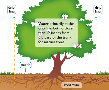 How to water trees