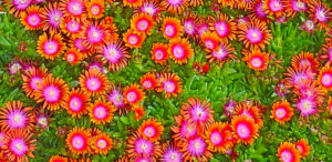 Delosperma Firespinner2