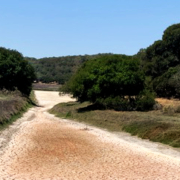 Dry Creek Bed - North Bay