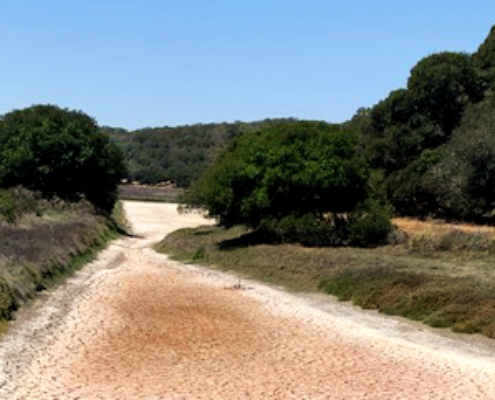 Dry Creek Bed - North Bay