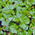 English_ivy_leaves