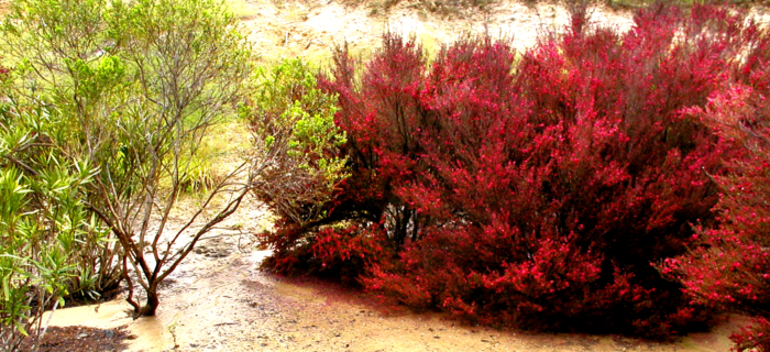 plants sitting in water from erosion