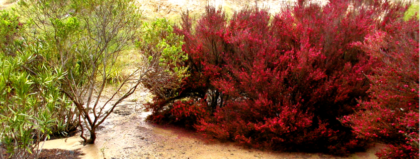 Erosion Damage