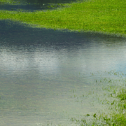 Flooded grass