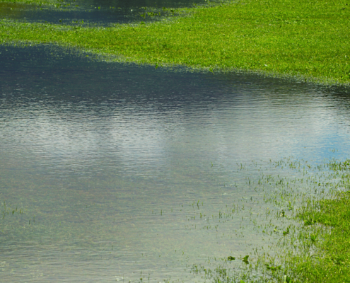 Flooded grass