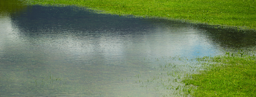 Flooded grass