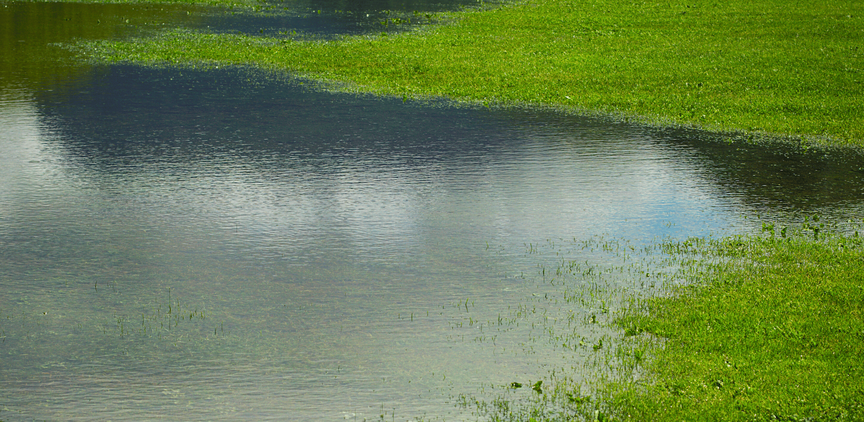 Flooded grass