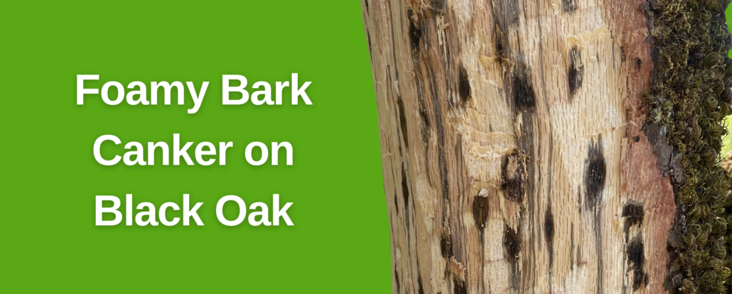 Foamy Bark Canker on Black Oak