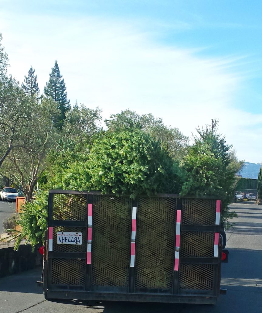 Loaded Christmas trees on Gardeners' Guild truck