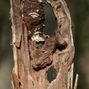 Pathogens infecting stressed tree