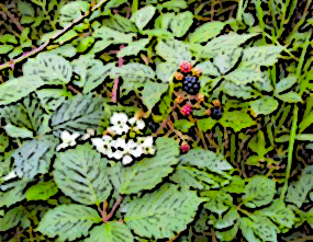 Himalayan Blackberry