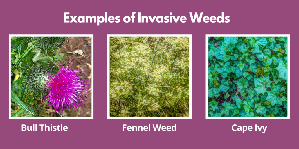 Examples of 3 Invasive Weeds