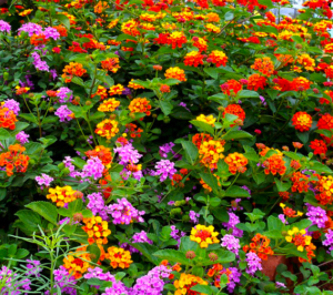 Lantana, a non-native perennial