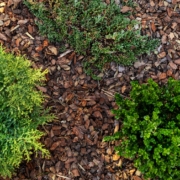 Overview of bark mulch around plants