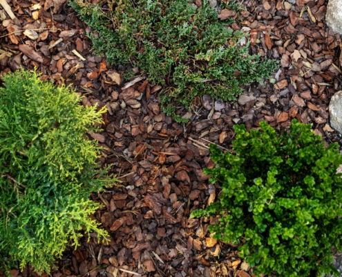 Overview of bark mulch around plants