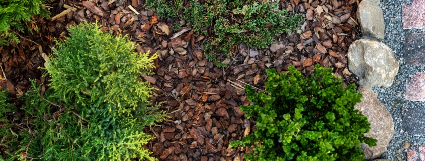 Overview of bark mulch around plants