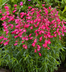 Penstemon Carillo Red, native great for cut flowers