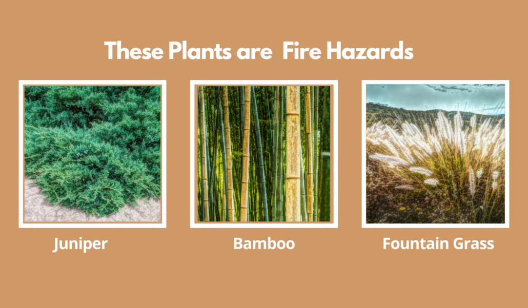 Example of Plants that are Fire Hazards