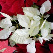 Holiday Poinsettias