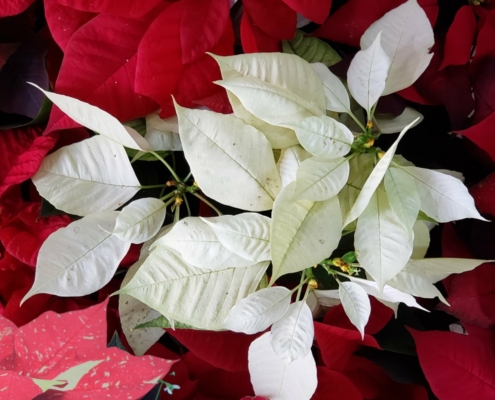 Holiday Poinsettias