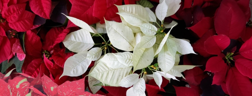 Holiday Poinsettias