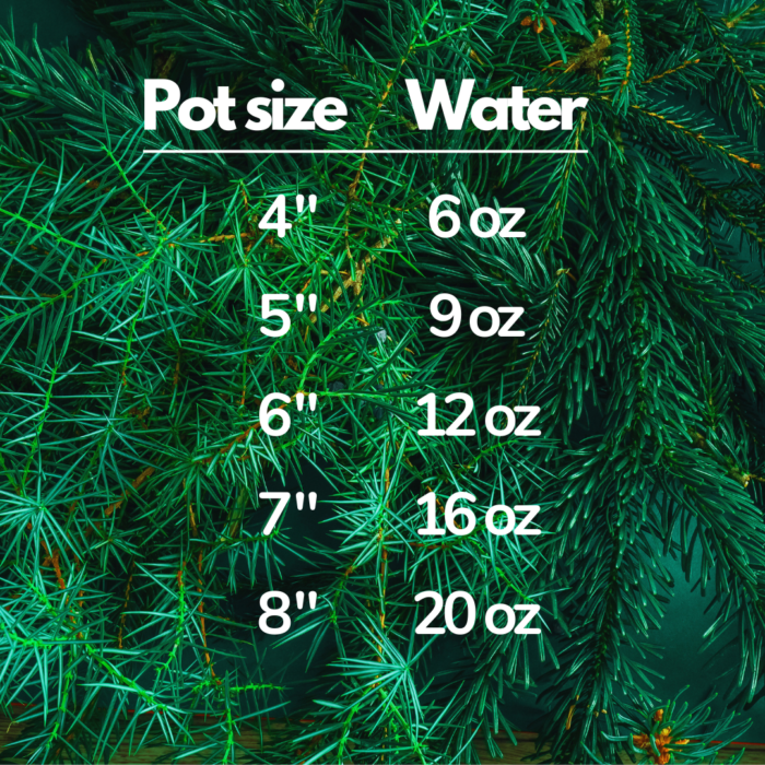 Poinsettia Watering Guide