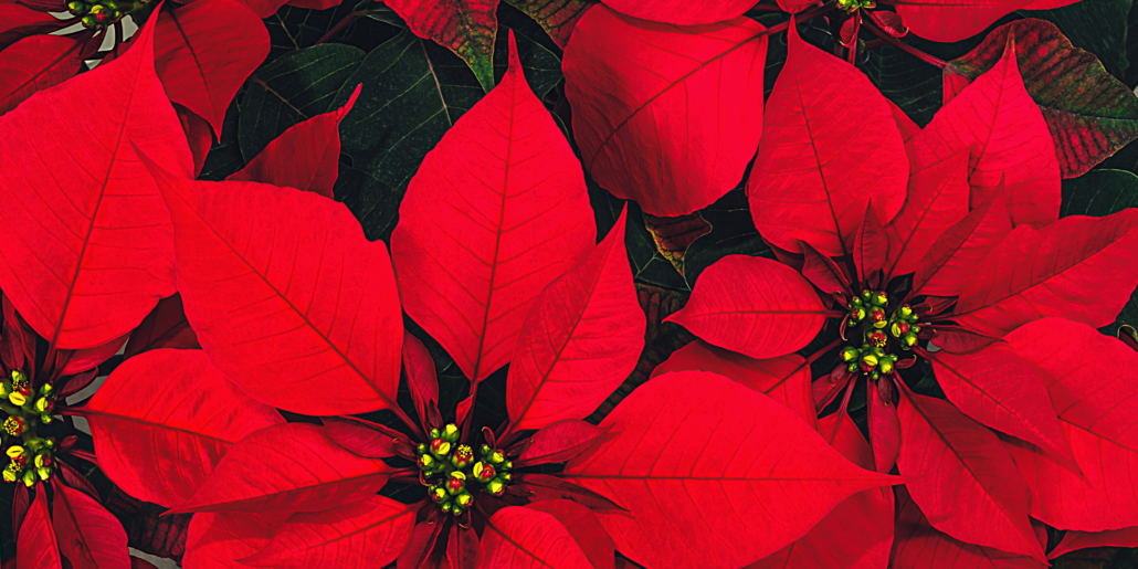 Beautiful Poinsettias