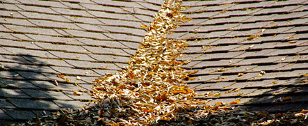 Dry leaves on roof - they are a fire hazard