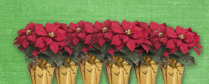 Row of Poinsettias