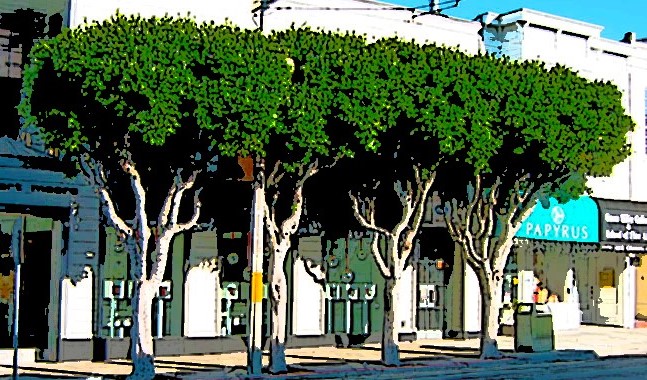 San Francisco 2017 Street Tree Ordinance Simplified
