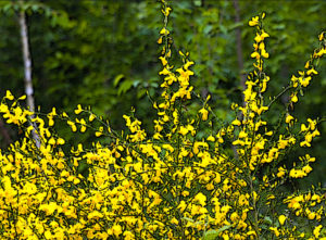 French or Scotch Broom