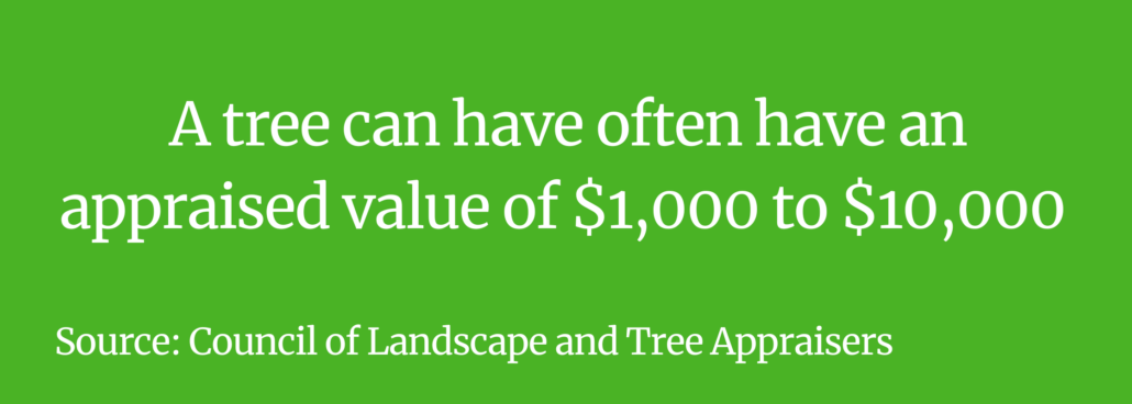 How much is a tree worth?