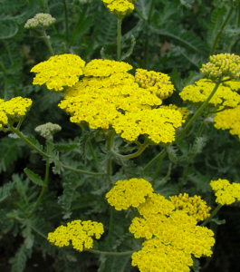 Achillea Moonshine or Yarrow is a drought tolerant perennial