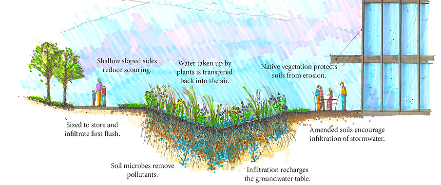 Bioswale illustration