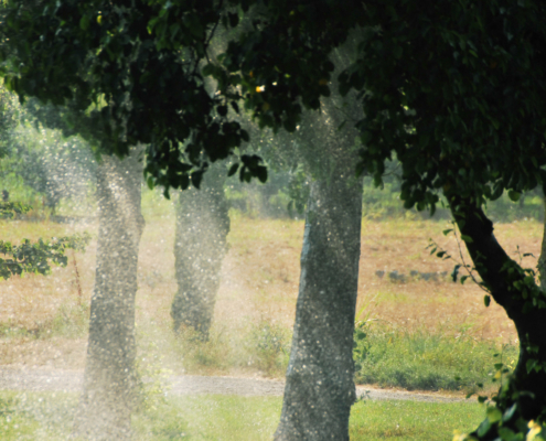 Irrigaiton for Meadow