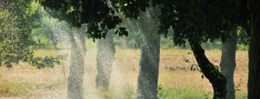 Irrigaiton for Meadow