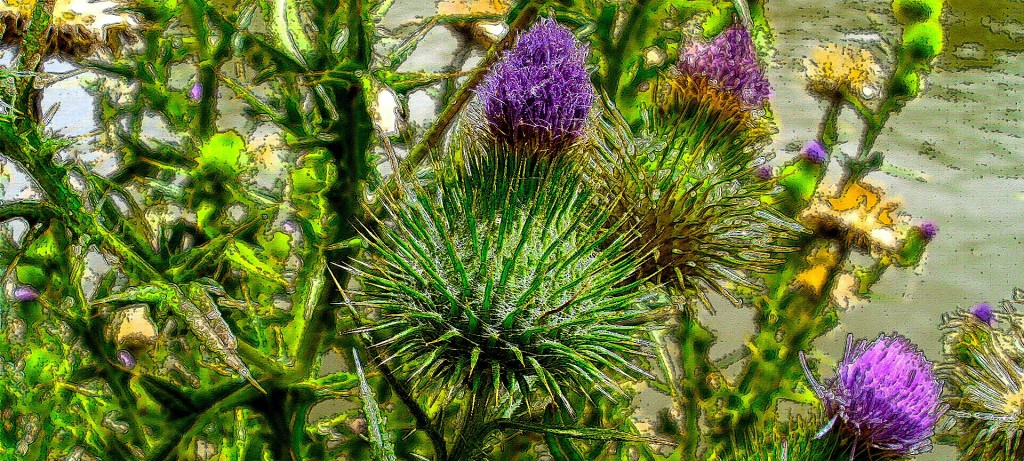 bullthistle