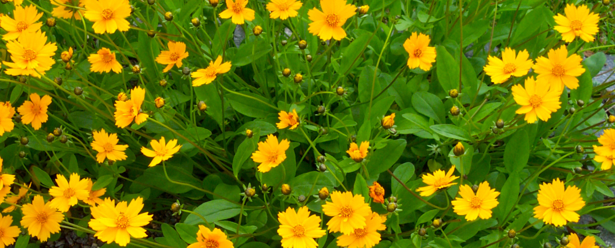 Coreopsis Perennial