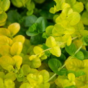 Creeping Jenny likes excess water