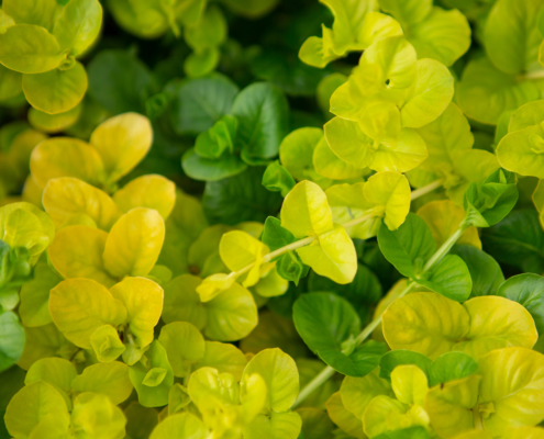 Creeping Jenny likes excess water