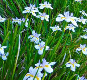 Dietes, a perennial that adapts to wind and fog