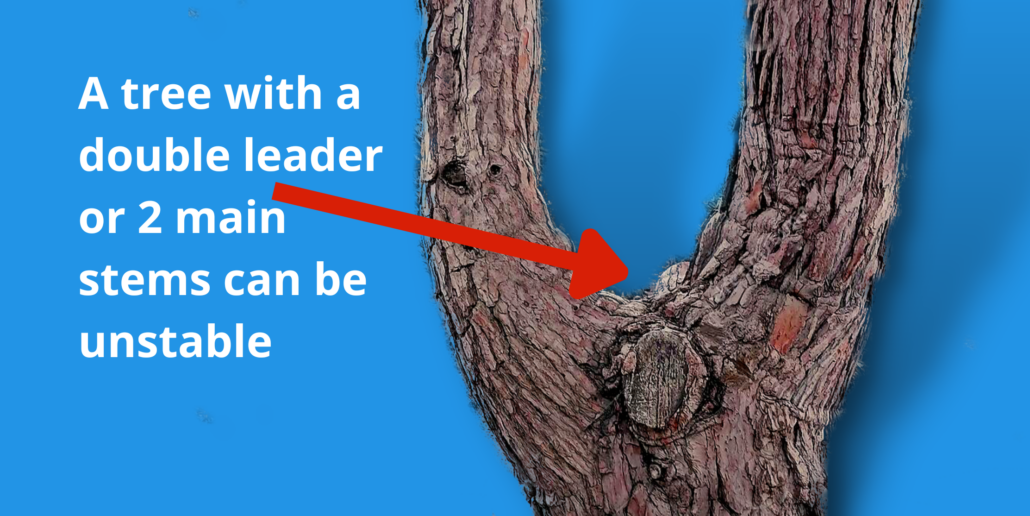 Tree with double leader