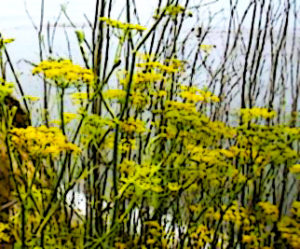 Fennel