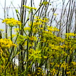 fennel-licorice