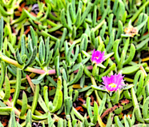 Ice Plant