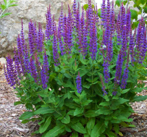 Salvia Leucantha, a drought tolerant perennial